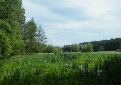 zeigt Landschaftsbild Wiese und Bäume