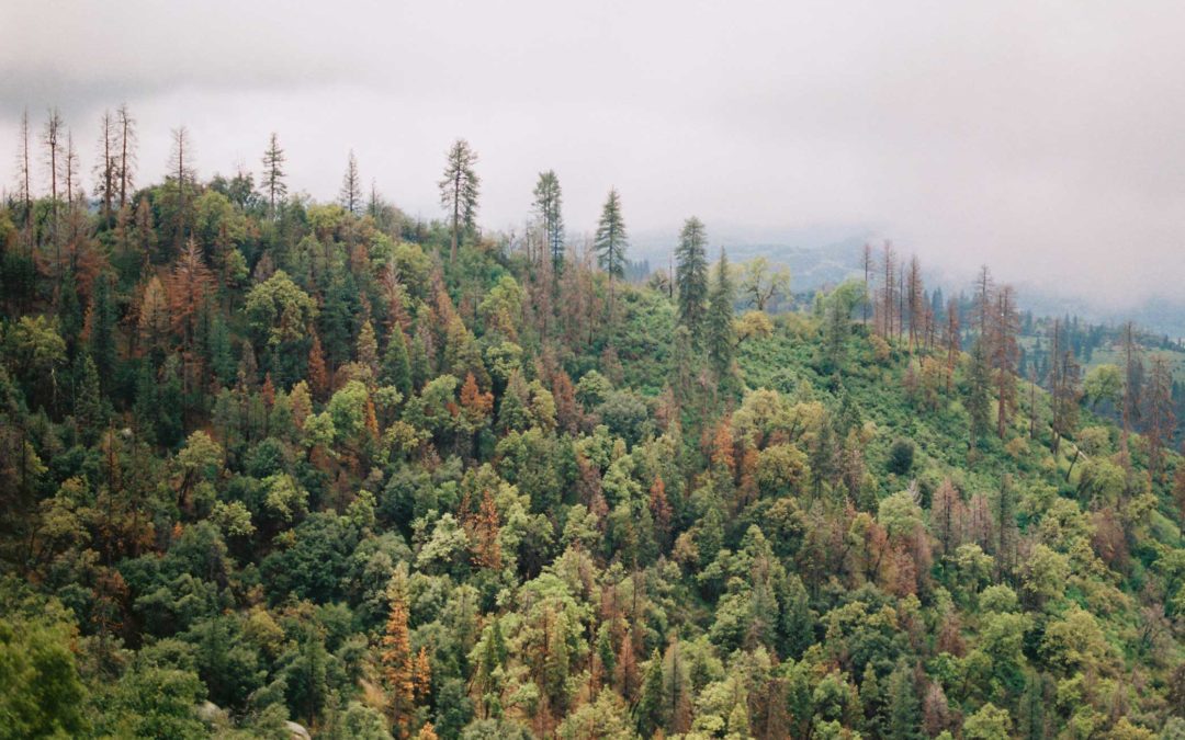 Bildungsprogramm Wald