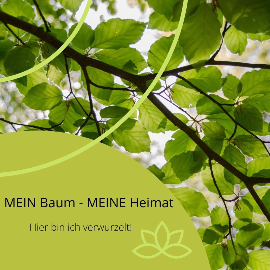 Zeigt Blätter am Baum 