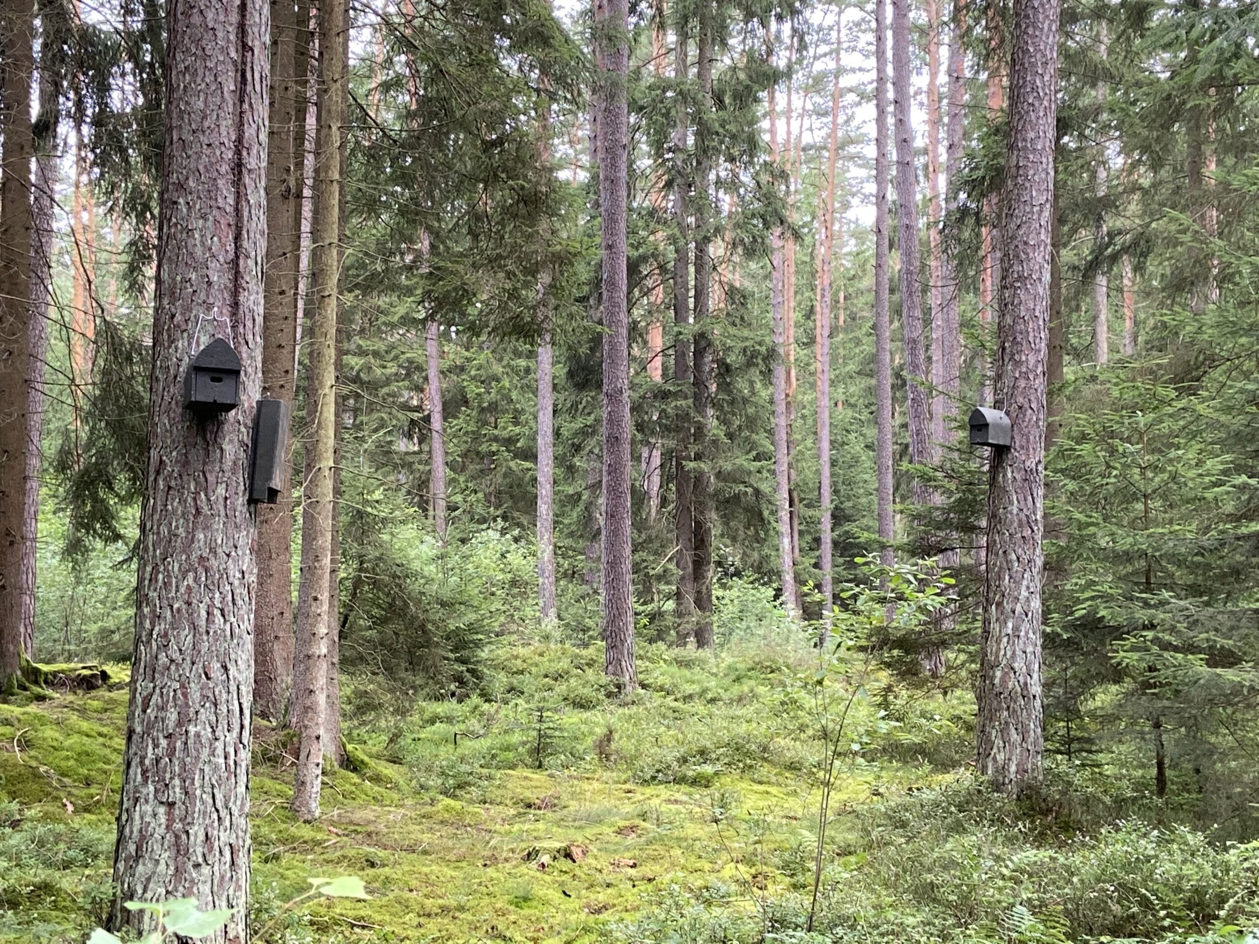 Zeigt einen Wald in dem Feldermauskästen angebracht wurden