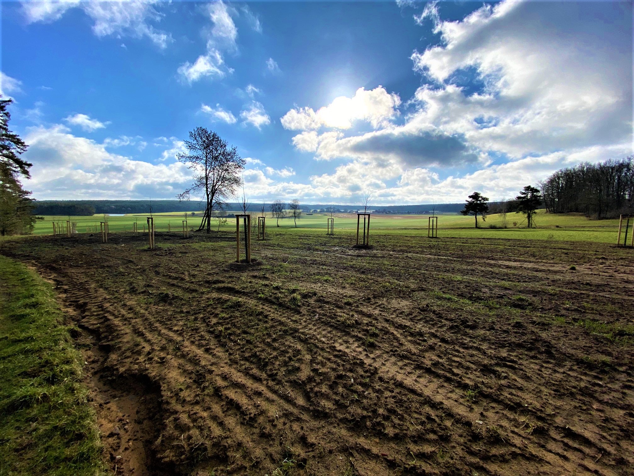 Streuobstwiese Zeigt neu gepflanzte Streuobstbäume